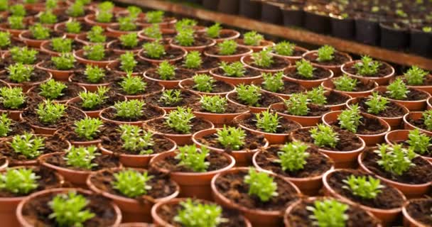 Καλλιεργούμενα φυτά σε θερμοκήπια - Πλάνα, βίντεο
