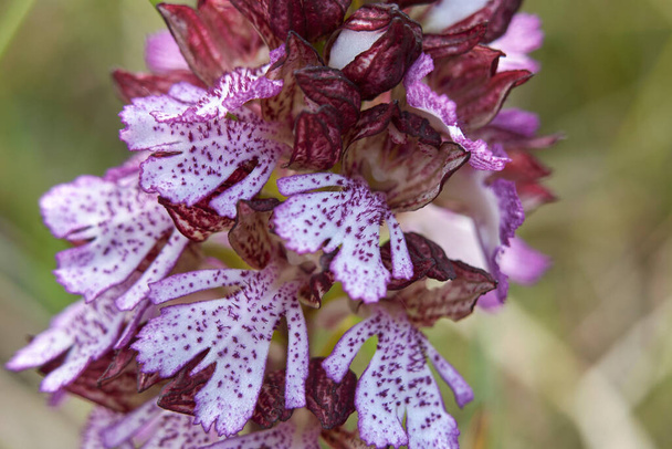 Infiorescenza viola Orchis purpurea - Foto, immagini