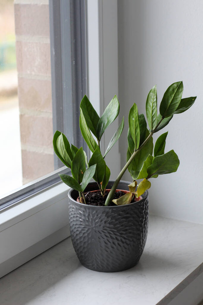 Zamioculcas with yellow leafs in a gray pot stands on a white windowsill - Photo, Image