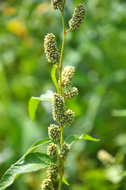Weed Persicaria lapathifolia grows in a field among agricultural crops. - Photo, Image