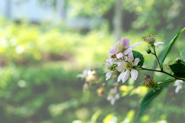 Een tak met bloemen van jonge egels in de tuin met getinte en zonnige schittering, wazig selectieve focus, kopieerruimte - Foto, afbeelding