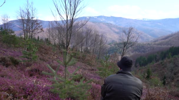 Pole zimowego wrzosowiska wiosną kwitnące (Erica carnea) - Materiał filmowy, wideo