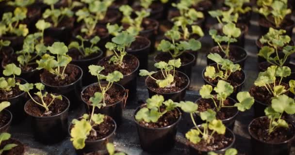 plántulas de flores y vegetales en el invernadero - Metraje, vídeo
