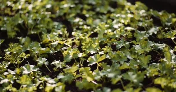 geranium pistokkaat kasvihuoneessa Maatalous - Materiaali, video