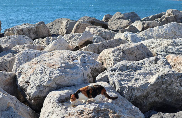 Naples, Campania, Italy - January 26, 2021: Cat on the cliff of the port of Mergellina - Photo, Image