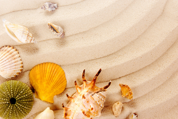 砂の上の貝殻 - 写真・画像