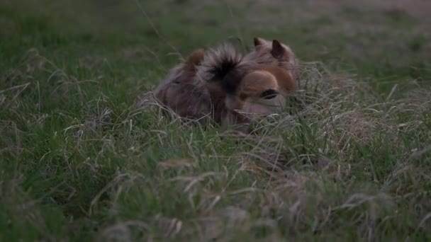 Kaksi söpö terrieri koirat merkintä alueellaan - Materiaali, video