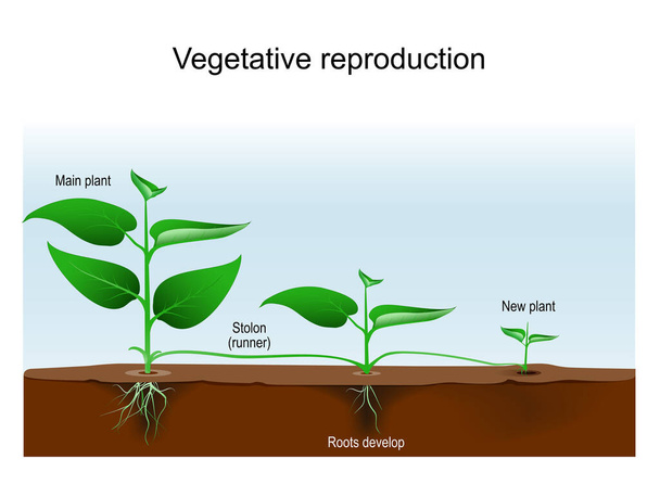 Növényi szaporodás. Növényszaporítás vagy vegetatív szaporítás. növényi klónozás. aszexuális reprodukció a Mainről új üzemekbe lopóval vagy futóval. Vektorillusztráció - Vektor, kép