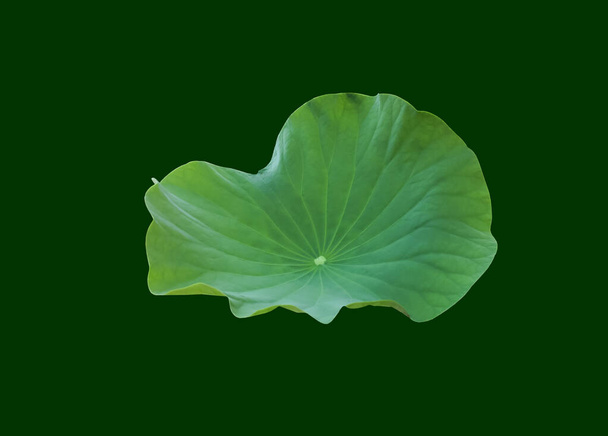 Izolacja pojedynczego liścia lotosu ze ścieżkami wycinania. - Zdjęcie, obraz