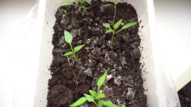 Cultivo de brotes verdes para la temporada de siembra, plántulas de pimiento rojo en un recipiente, la preparación para la siembra de primavera - Metraje, vídeo