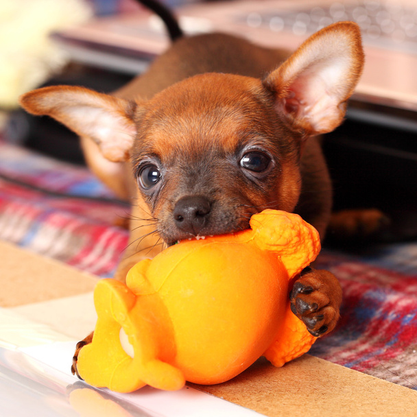 štěně toyterrier - Fotografie, Obrázek