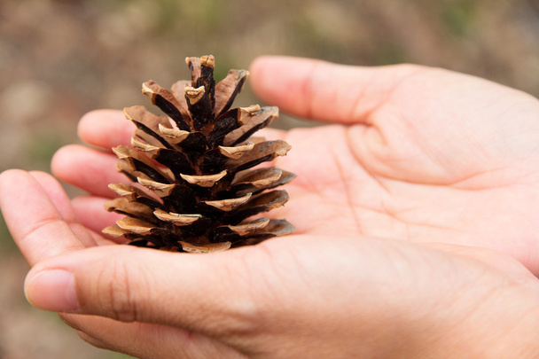 Hand holding Fir cone - Photo, Image