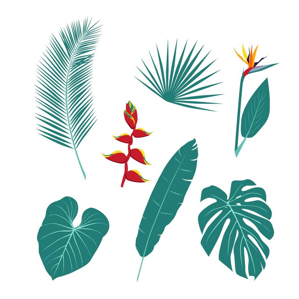 Una serie di insolite piante tropicali, foglie e fiori. Il mondo vegetale. Illustrazione vettoriale su sfondo bianco - Vettoriali, immagini