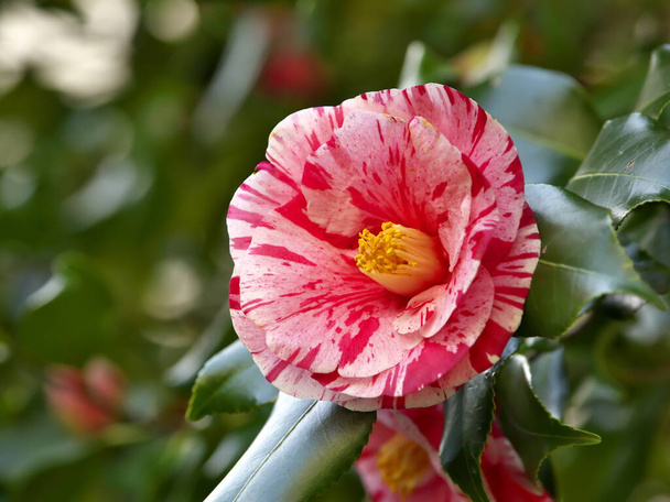 Tokyo, Japan-March 18 2021: Closeup of variegated Pink and white Camellia - Фото, зображення
