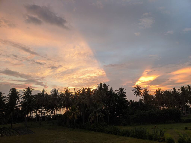 Palmiye ağaçlarının arkasında destansı günbatımı - Fotoğraf, Görsel