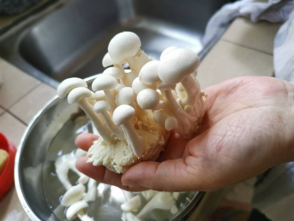 Japanilainen valkoinen norsunluu pyökki sieni  - Valokuva, kuva