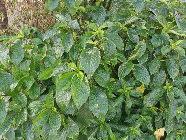 φυλλώδες πράσινο μαύρο πρόσωπο γενικό φυτό - Φωτογραφία, εικόνα