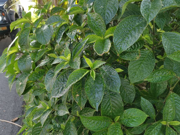 frondoso verde negro cara general planta - Foto, imagen