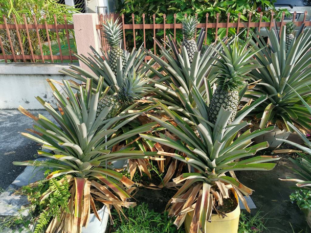potty ananas comosus pineapple houseplant  - Photo, Image