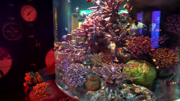 Großes Aquarium in Bangkok. Meerestiere. - Filmmaterial, Video