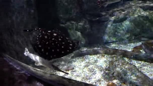 Large aquarium in Bangkok. Marine animal. - Footage, Video