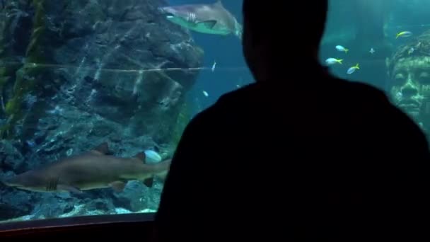 Großes Aquarium in Bangkok. Die großen Haie. - Filmmaterial, Video