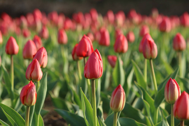 Flores de primavera bellamente florecientes, tulipanes - Foto, imagen