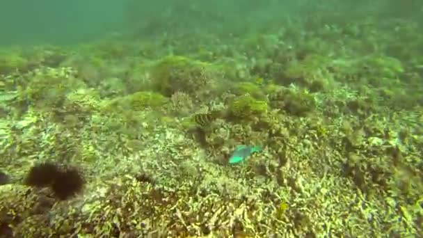 Schöne bunte Korallenriffe und tropische Fische unter Wasser bei Sainte Anne, Seychellen - Filmmaterial, Video