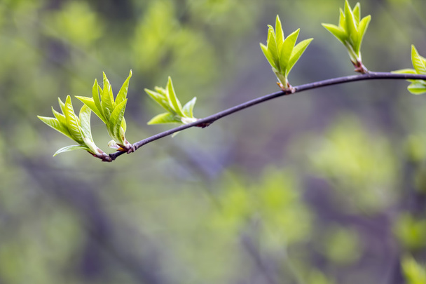 Young linden-tree - Fotó, kép
