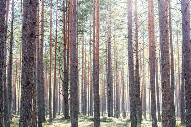 Pines - Foto, Imagem