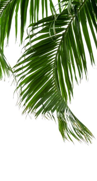 green palm leaves isolated on white background, clipping path in - Foto, Imagen