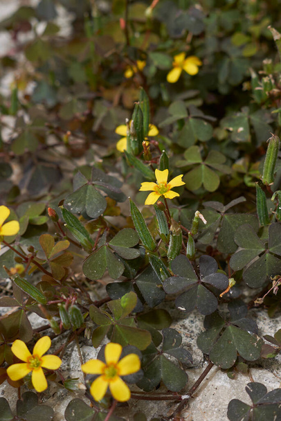 Oxalis corniculata sárga virágok - Fotó, kép