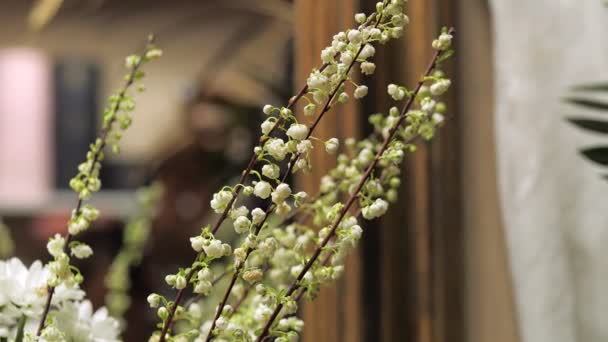 Small blossoms of Spirea. Branches of elegant flowers for bouquet decoration in a flower shop. - Footage, Video