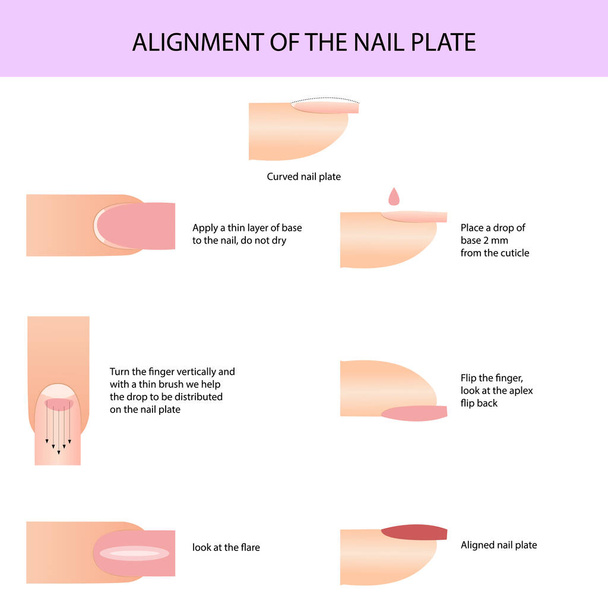 Alignement de la plaque à ongles. Guide de manucure professionnel, illustration vectorielle, infographie - Vecteur, image