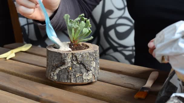 Die Floristin gießt einen dekorativen Stein auf einen hölzernen Blumentopf. Nahaufnahme - Filmmaterial, Video
