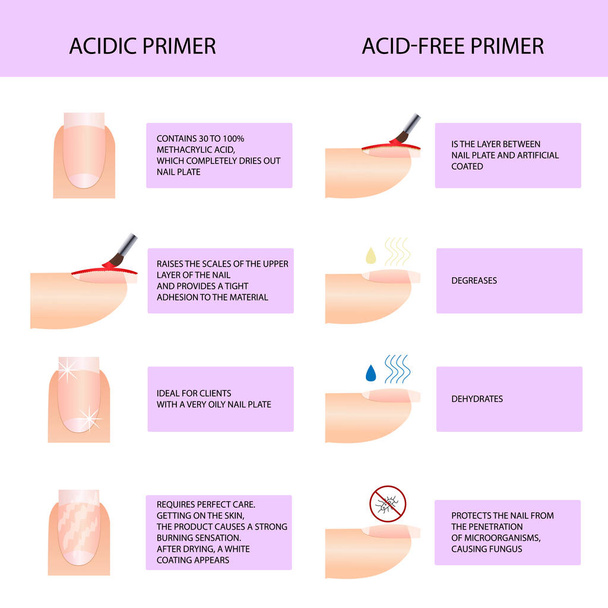 Apprêt acide et sans acide. Guide de manucure professionnel, illustration vectorielle, infographie - Vecteur, image
