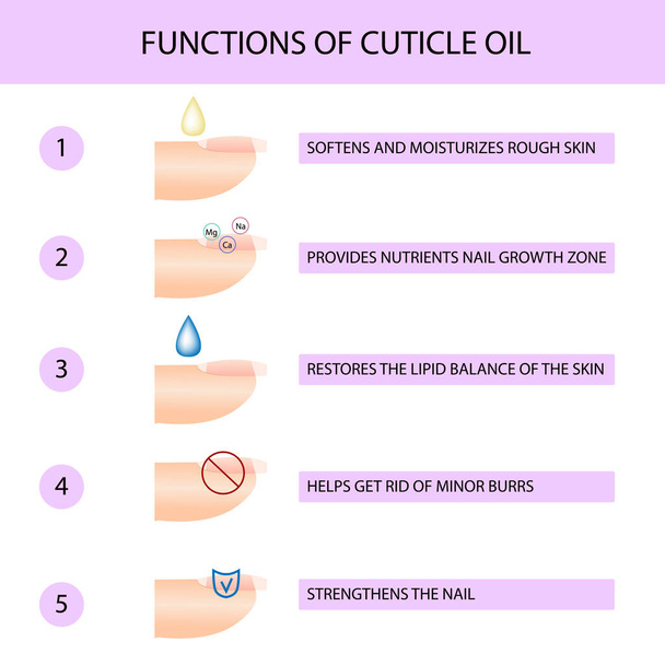 ¿Por qué usar aceite de cutícula? Guía de manicura profesional, ilustración vectorial, infografías - Vector, imagen