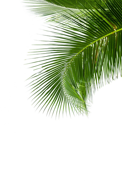 Leaves of coconut tree isolated on white background - Foto, Imagen