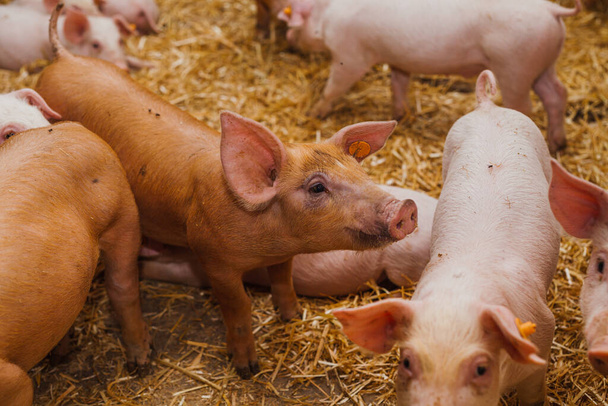 porcs dans la production porcine porcine - Photo, image