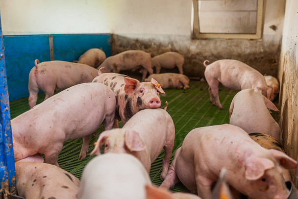 porcs dans la production porcine porcine - Photo, image
