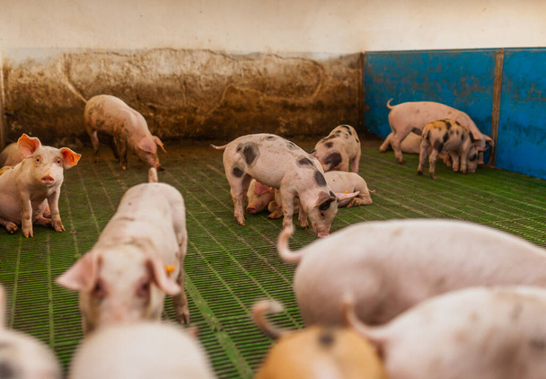 prasata v produkci vepřového dobytka - Fotografie, Obrázek