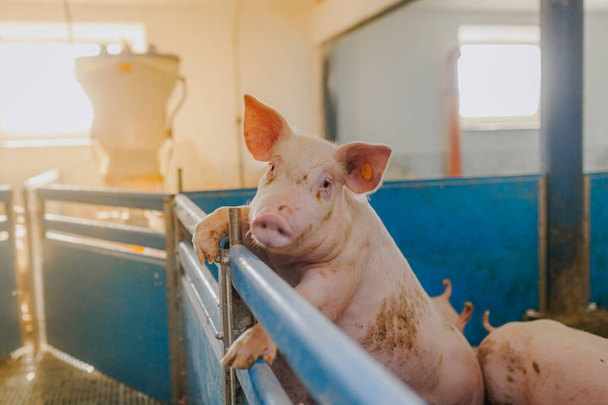 pigs in the pigsty livestock pork production - Photo, Image