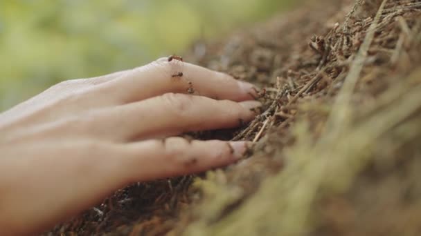 close-up selectieve focus schot van de hand van onherkenbare vrouw aanraken mierenhoop in het bos - Video