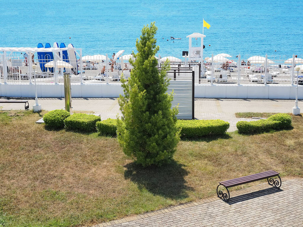 Kanadyjski świerk i krzewy na trawniku na tle plaży z białymi parasolami i błękitnym morzem - Zdjęcie, obraz