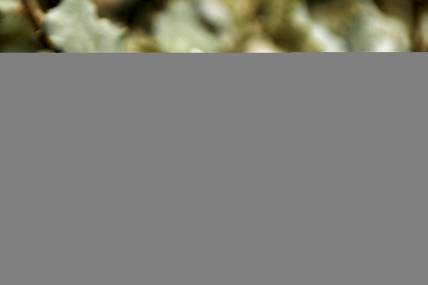 Ilex Aquifolium laisse sa texture dans la forêt - Photo, image