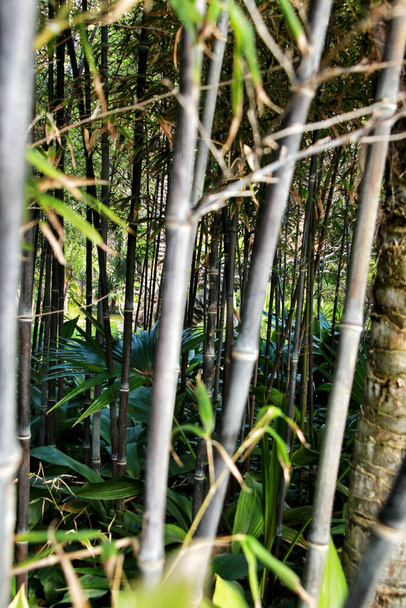 Kaunis Phyllostachys Nigra bambu metsä puutarhassa - Valokuva, kuva