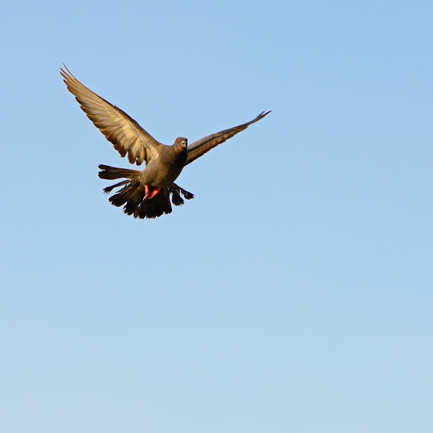 Скальный голубь
 - Фото, изображение
