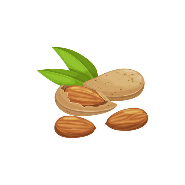 Shelled almond seeds isolated drupes of fruit in hard shell peeled and unpeeled, with green leaves. Vector edible seeds, natural vegetarian food, organic healthy superfood ingredient snack protein - Vector, Image