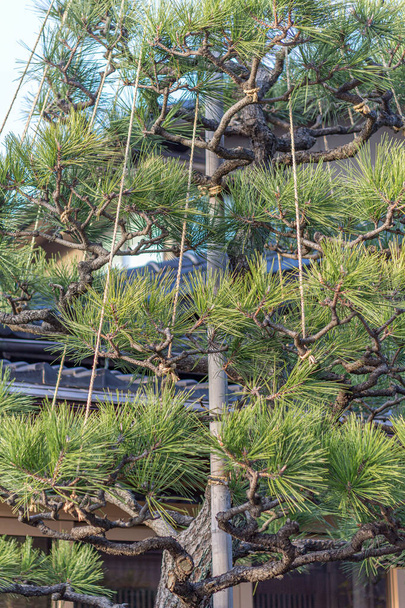 Японське соснове дерево взимку підтримується канатами під назвою юкіцурі, які проектують гілки, що ламаються під вагою снігу. Ономачі, Каназава, Японія. - Фото, зображення