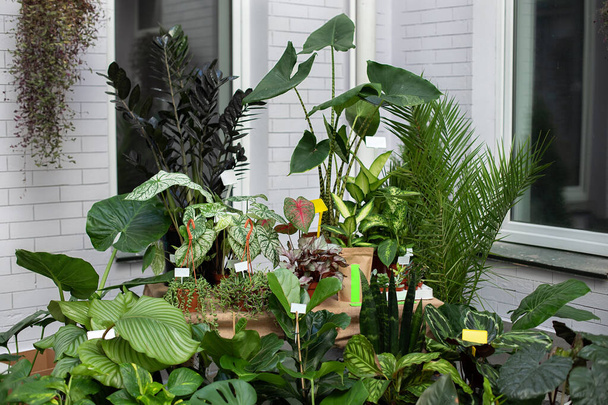 家庭菜園の概念。テラスのポットで観葉植物や観賞植物のコレクション。植物ケア。バルコニーに自宅の庭の近代的な組成。フィカスザミイコヤシモンスター。ショップ花 - 写真・画像
